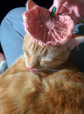 cat with crochet hat_20140611_224711